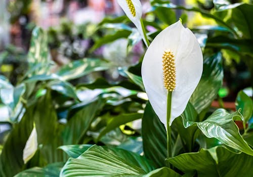 Close-up of a peace lily blossom