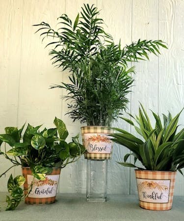 Easy Care House Plants