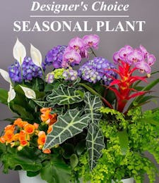 Seasonal Blooming Plant