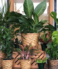 Indoor Green Plant