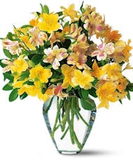 Alstroemeria Lilies For You