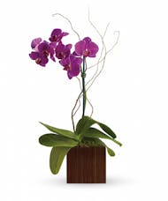 Perfectly Perfect Orchid