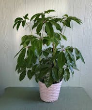 Schefflera aka Umbrella Plant